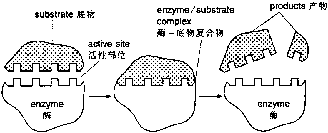 active site